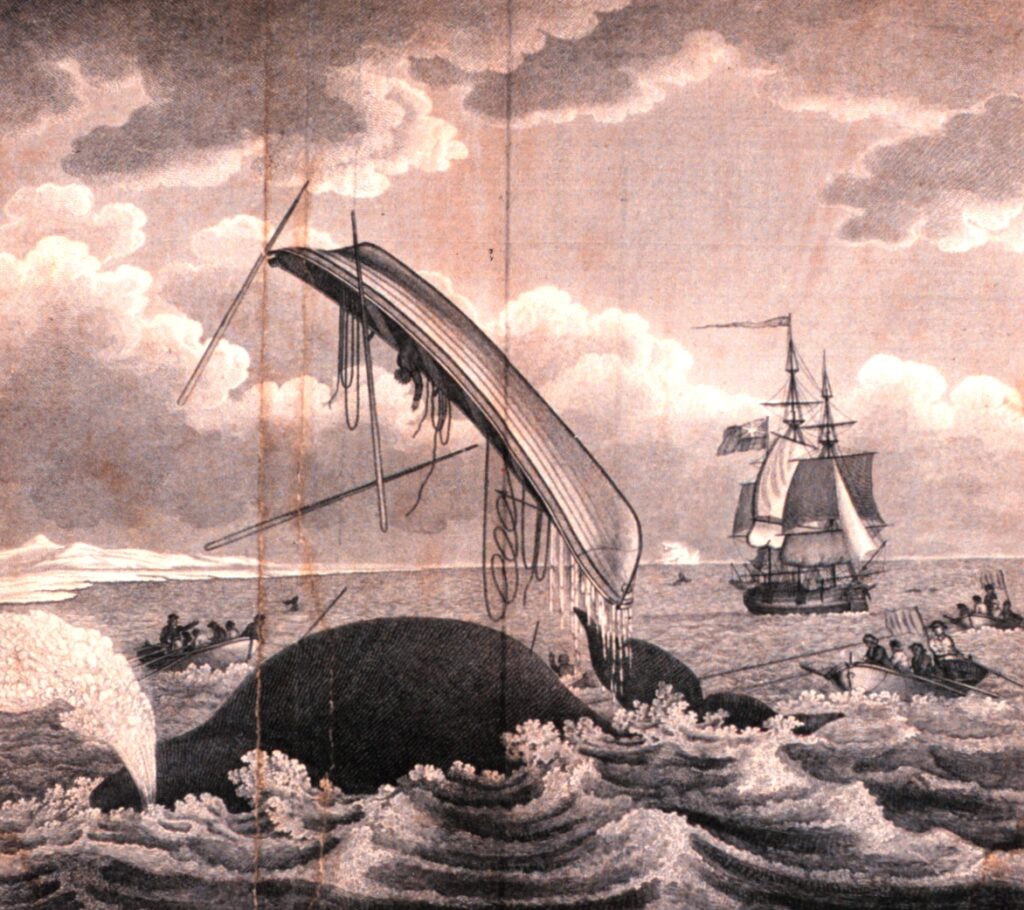 A black and white drawing of an unsuccessful attempt of a whale capture. There is a large sailing ship in the background with multiple small wooden rowing boats surrounding a whale in rough seas. One boat has been flipped into the air by a whale with its contents falling into the water.